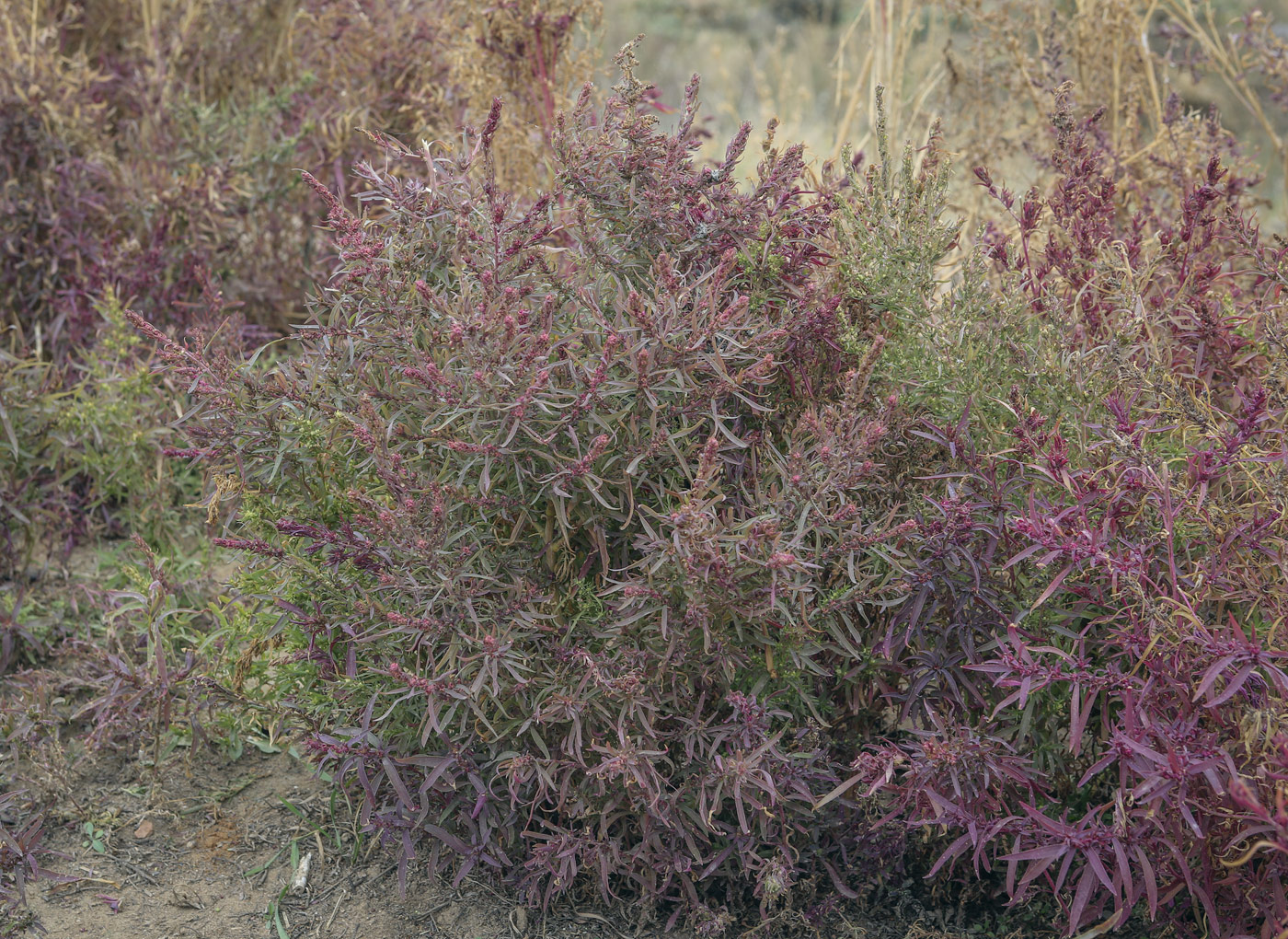 Image of Bassia scoparia specimen.