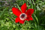 Anemone coronaria. Цветок. Израиль, национальный парк \"Бейт Гуврин\", луг. 17.02.2020.