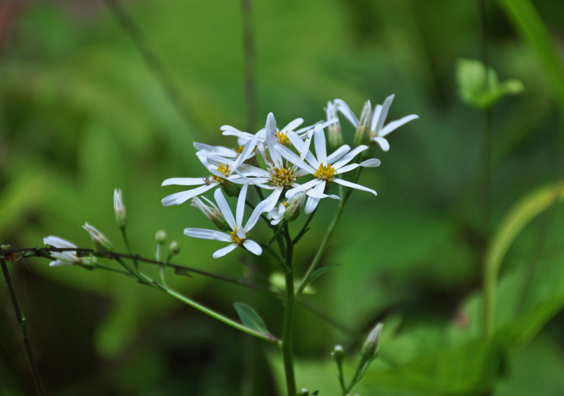 Изображение особи Doellingeria scabra.