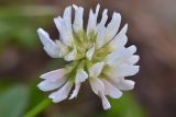Trifolium raddeanum