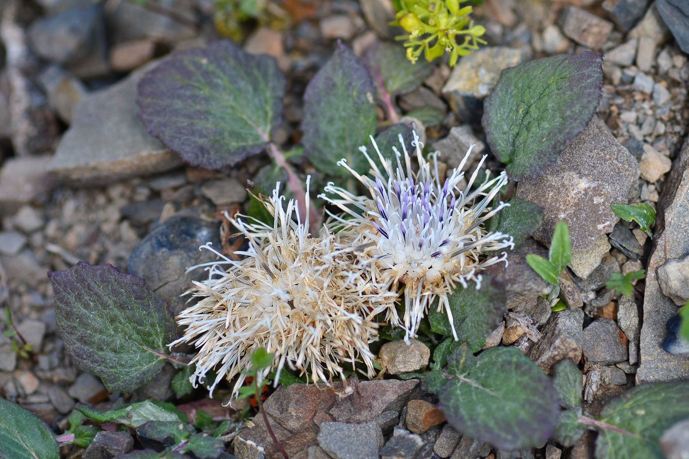 Изображение особи Jurinella moschus.