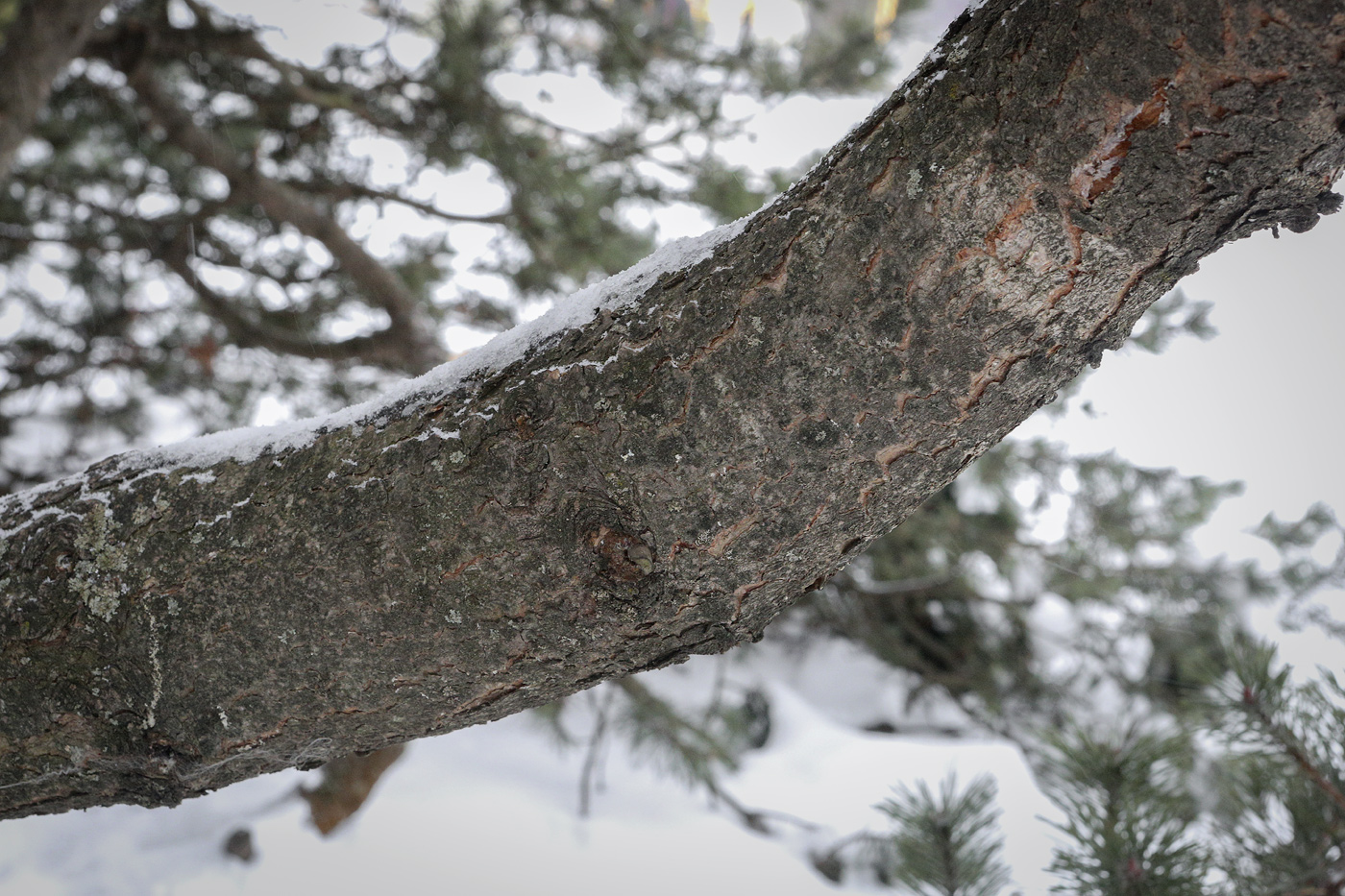 Изображение особи Pinus uncinata.