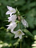 Campanula trachelium. Соцветие (белоцветковая форма). Санкт-Петербург, Дудергофские высоты, широколиственный лес. 11.07.2010.
