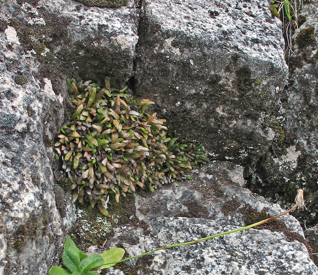 Image of Grammitis poeppigiana specimen.