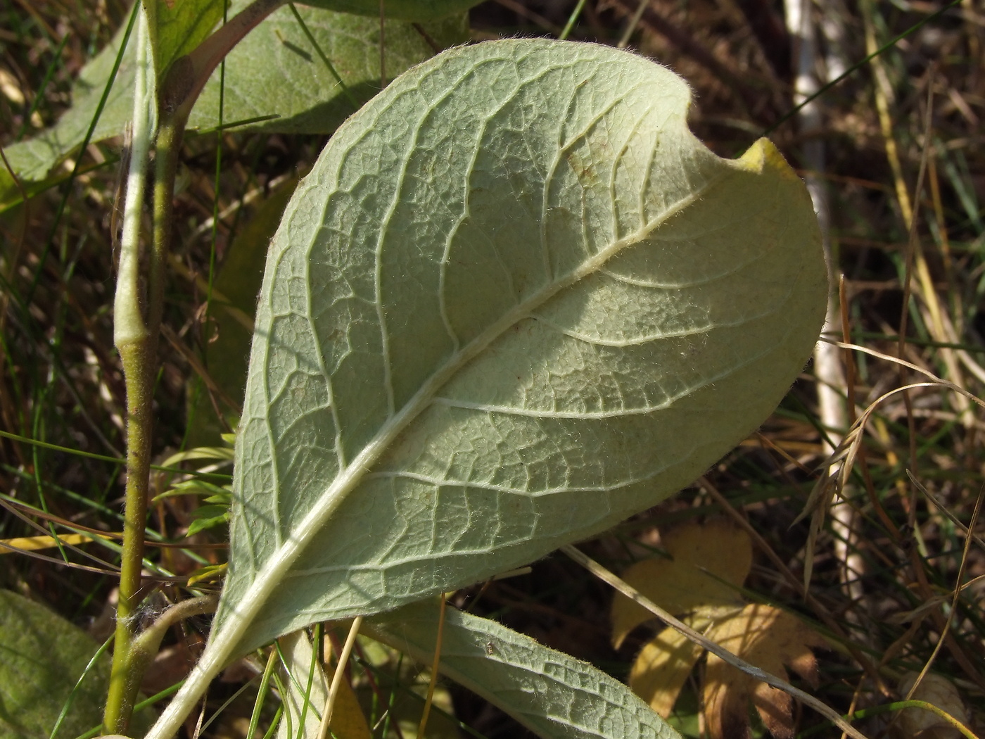 Image of Salix crassijulis specimen.