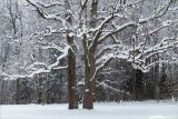 Quercus robur. Нижние части старых деревьев. Санкт-Петербург, Старый Петергоф, парк \"Сергиевка\", опушка смешанного леса. 13.02.2021.