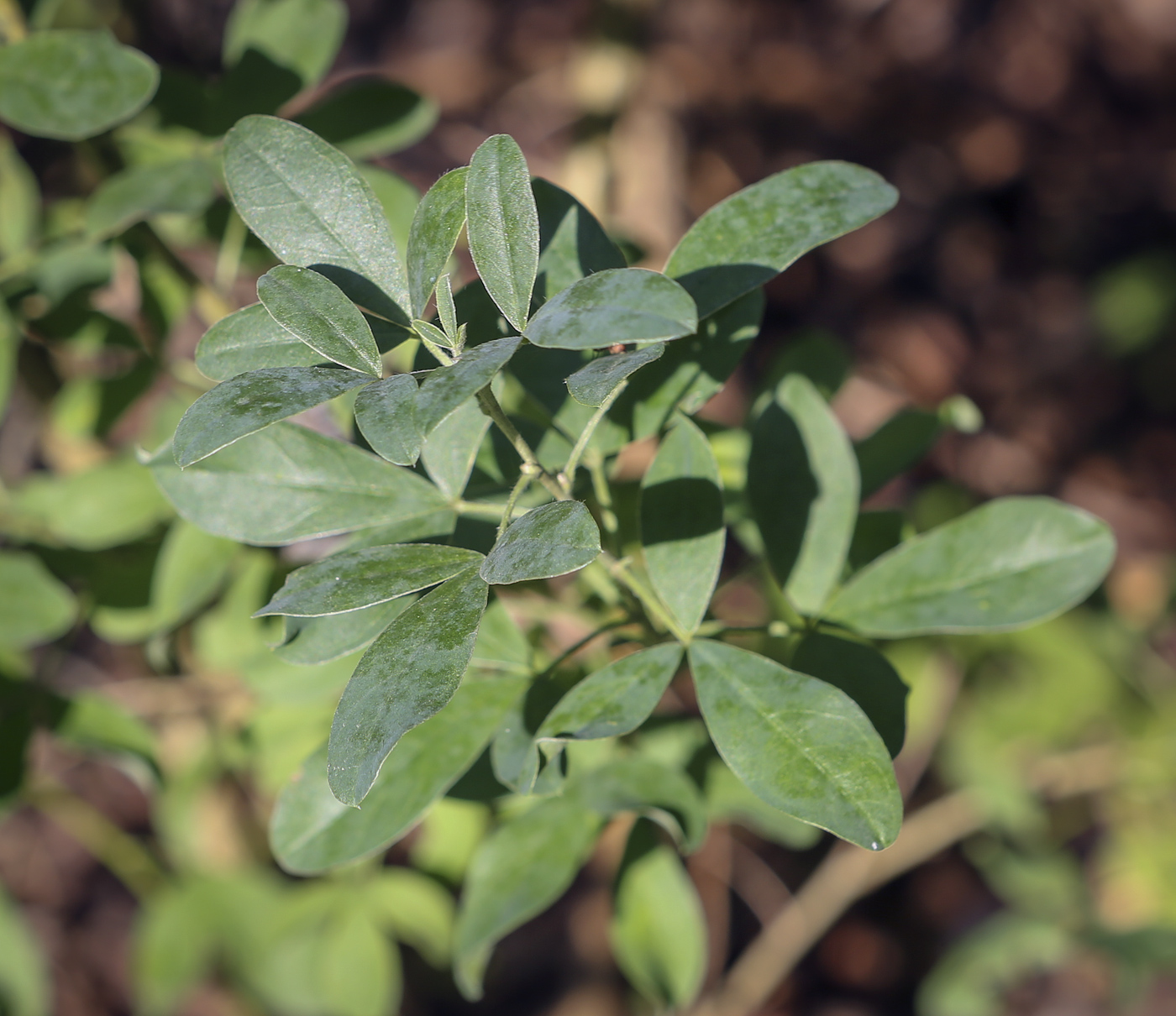 Изображение особи Chamaecytisus ruthenicus.