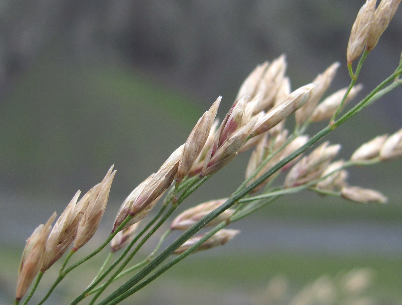 Image of Festuca caucasica specimen.