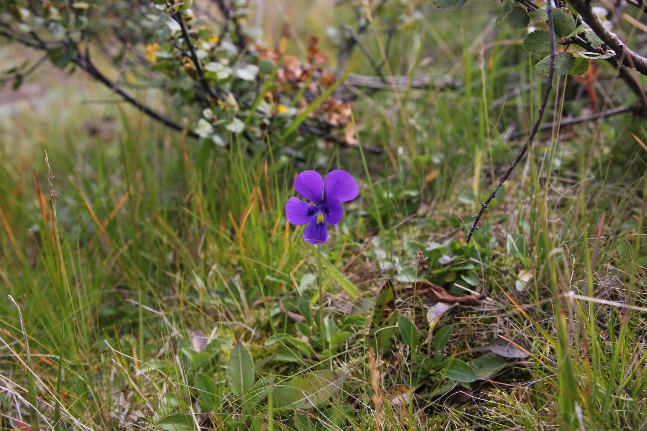 Image of Viola altaica specimen.