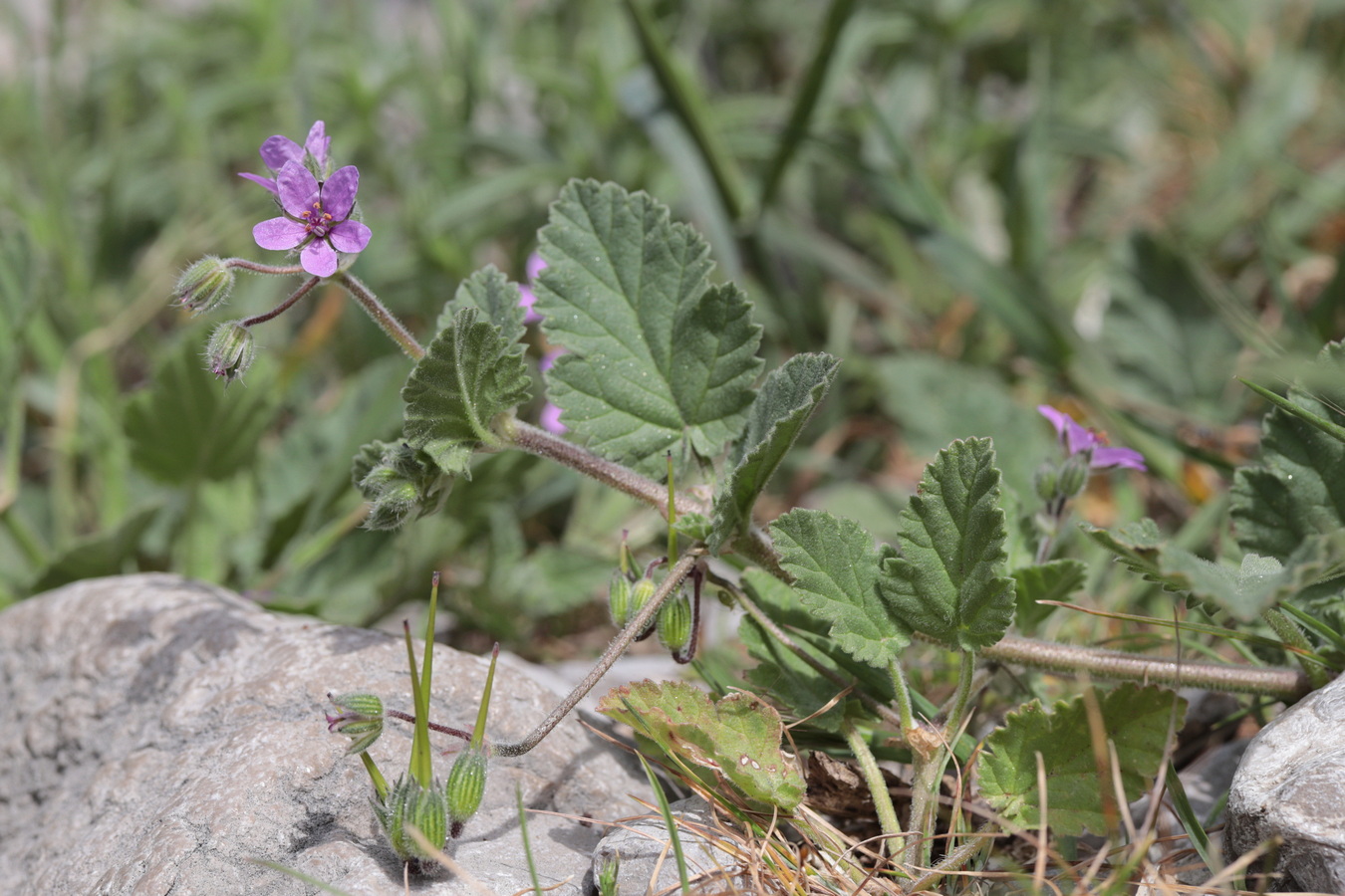 Image of Erodium malacoides specimen.