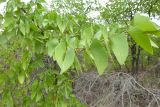 Colophospermum mopane