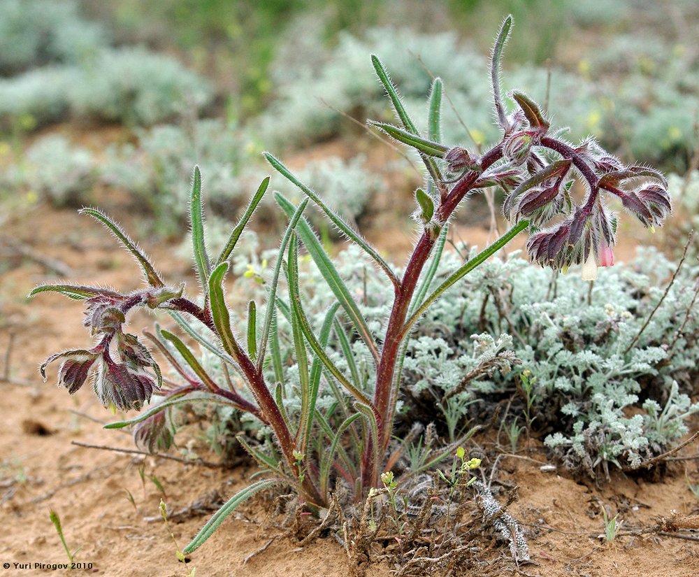 Изображение особи Onosma iricolor.