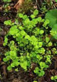 Chrysosplenium pseudofauriei. Плодоносящие растения. Приморский край, Хасанский р-н, окр. с. Кравцовка, бассейн р. Грязная, в широколиственном лесу по берегу ручья. 16.05.2022.