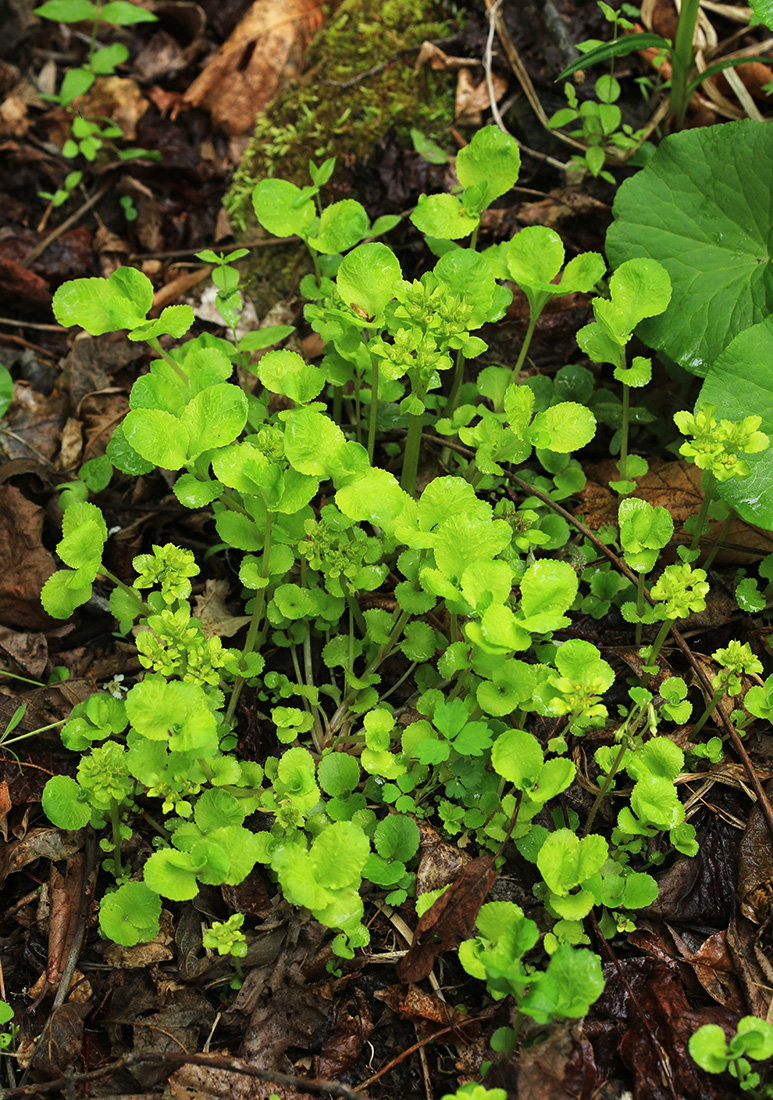 Image of Chrysosplenium pseudofauriei specimen.