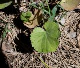 Pimpinella cretica