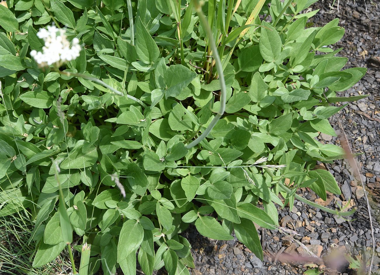 Изображение особи Valeriana sisymbriifolia.