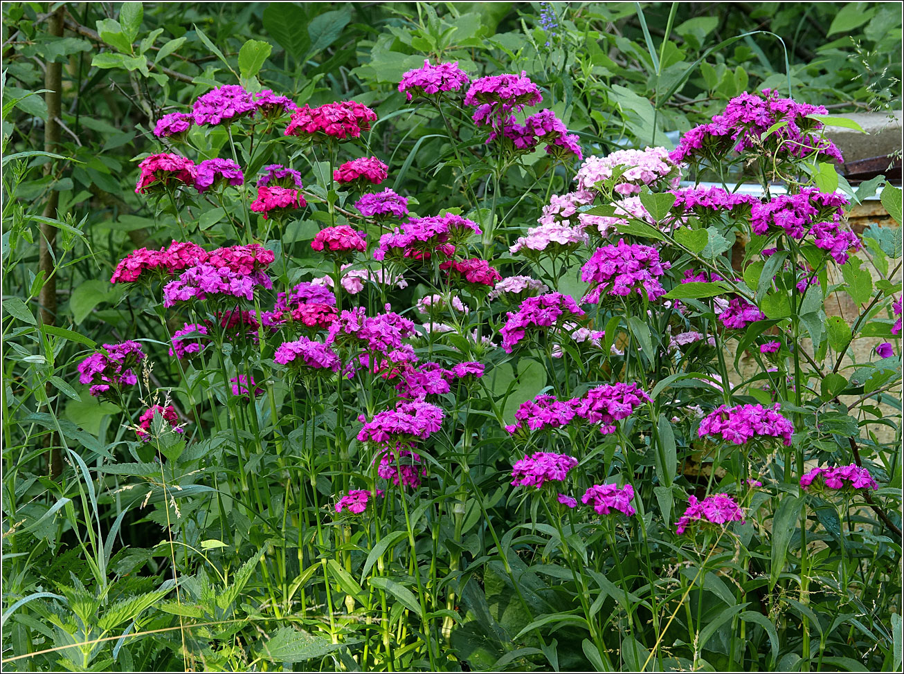 Изображение особи Dianthus barbatus.