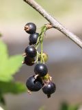 Ribes janczewskii. Часть ветви с соплодием. Узбекистан, Ташкентская обл., Пскемский хр., ущелье Бадаксай, ниже озера Бадак, около 1430 м н.у.м. 20.07.2022.