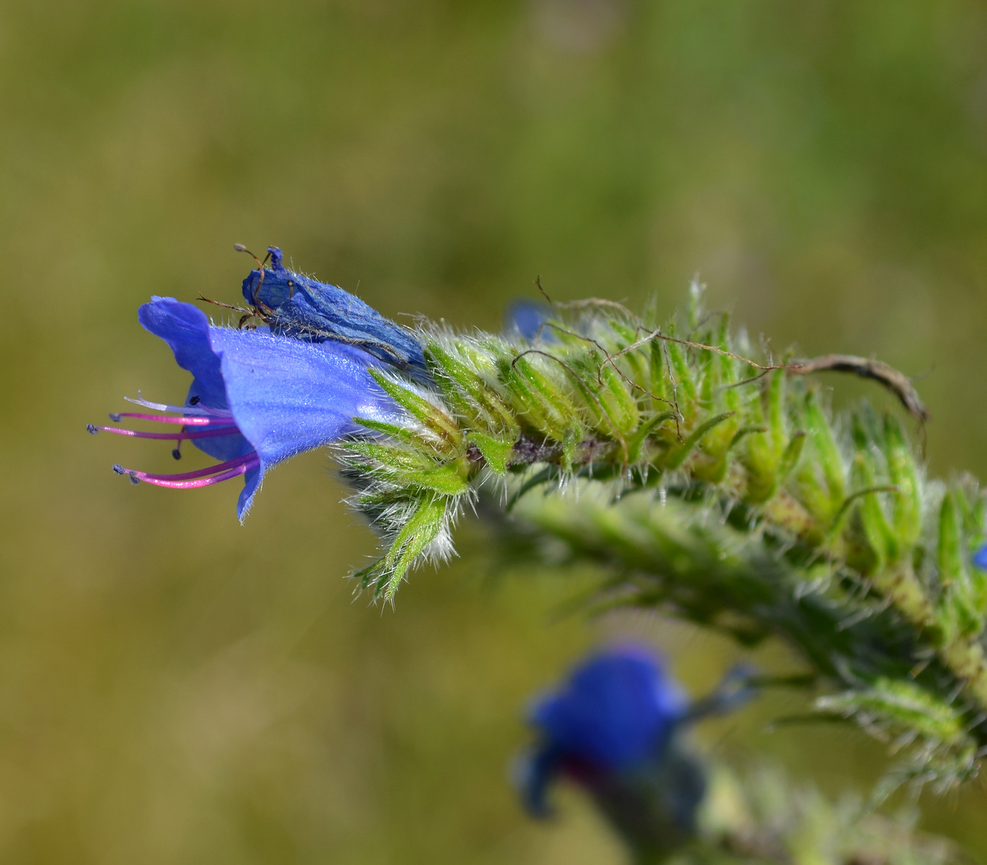 Изображение особи Echium vulgare.