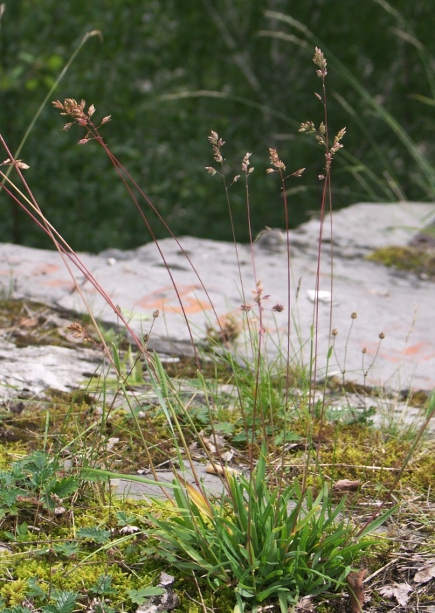 Image of Poa alpina specimen.