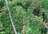 Cotoneaster horizontalis