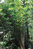 семейство Arecaceae. Нижние части листьев с черешками. Малайзия, штат Саравак, округ Мири, национальный парк «Мулу». 12.03.2015.