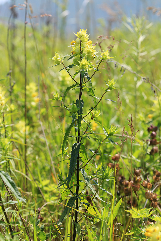 Изображение особи Rhinanthus aestivalis.