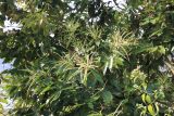 род Lithocarpus. Ветви с соцветиями и листьями Непал, провинция Гандаки-Прадеш, р-н Каски, Покхара. 27.11.2017.