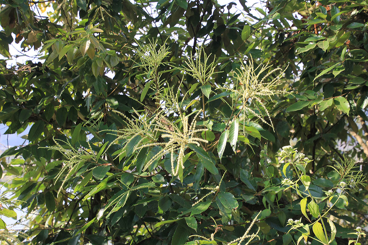 Изображение особи род Lithocarpus.