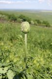 Papaver bracteatum