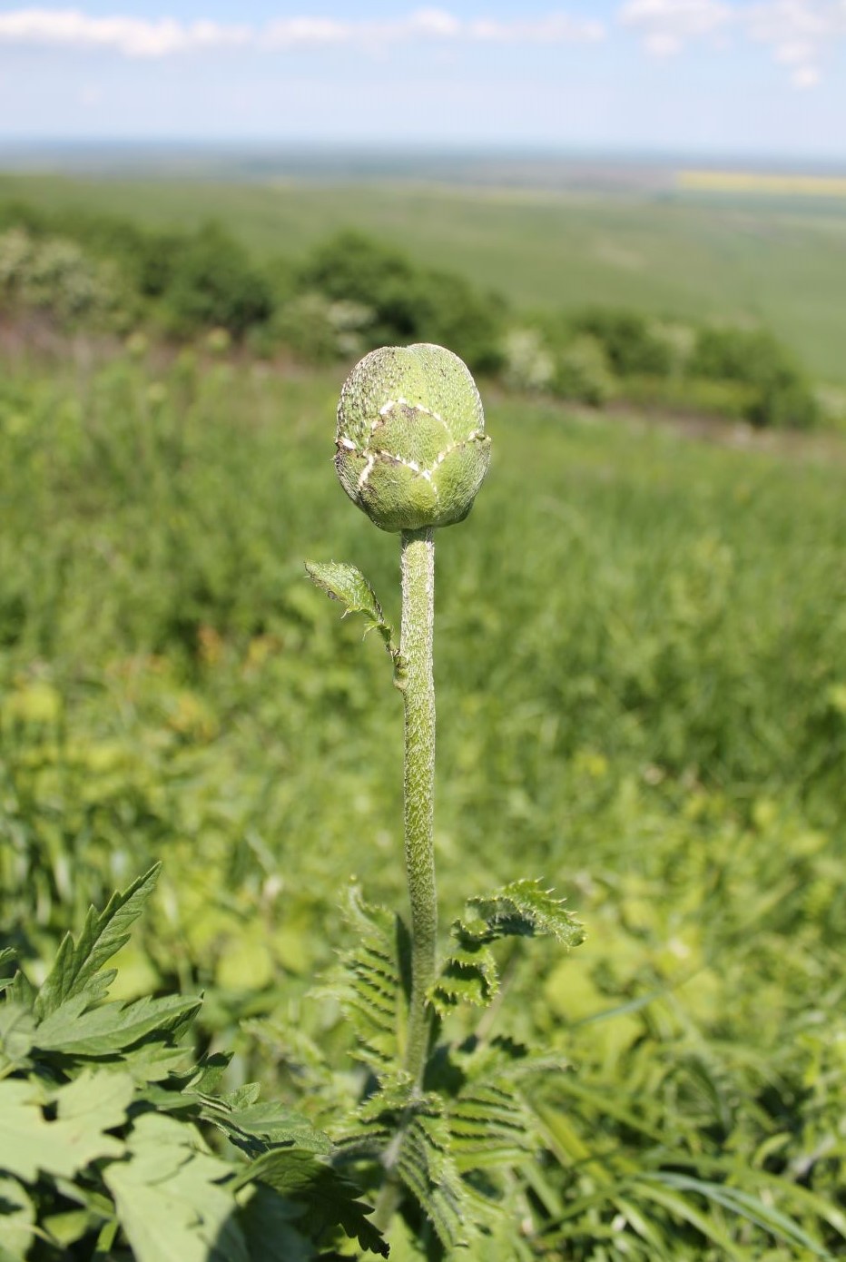 Image of Papaver bracteatum specimen.