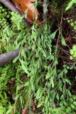 Asplenium × alternifolium. Вайи. Крым, Ю. берег, г. Ай-Йори. 29 ноября 2010 г.