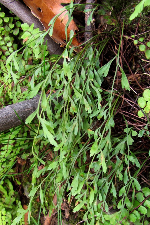 Image of Asplenium &times; alternifolium specimen.