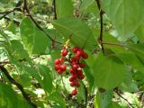 Schisandra chinensis