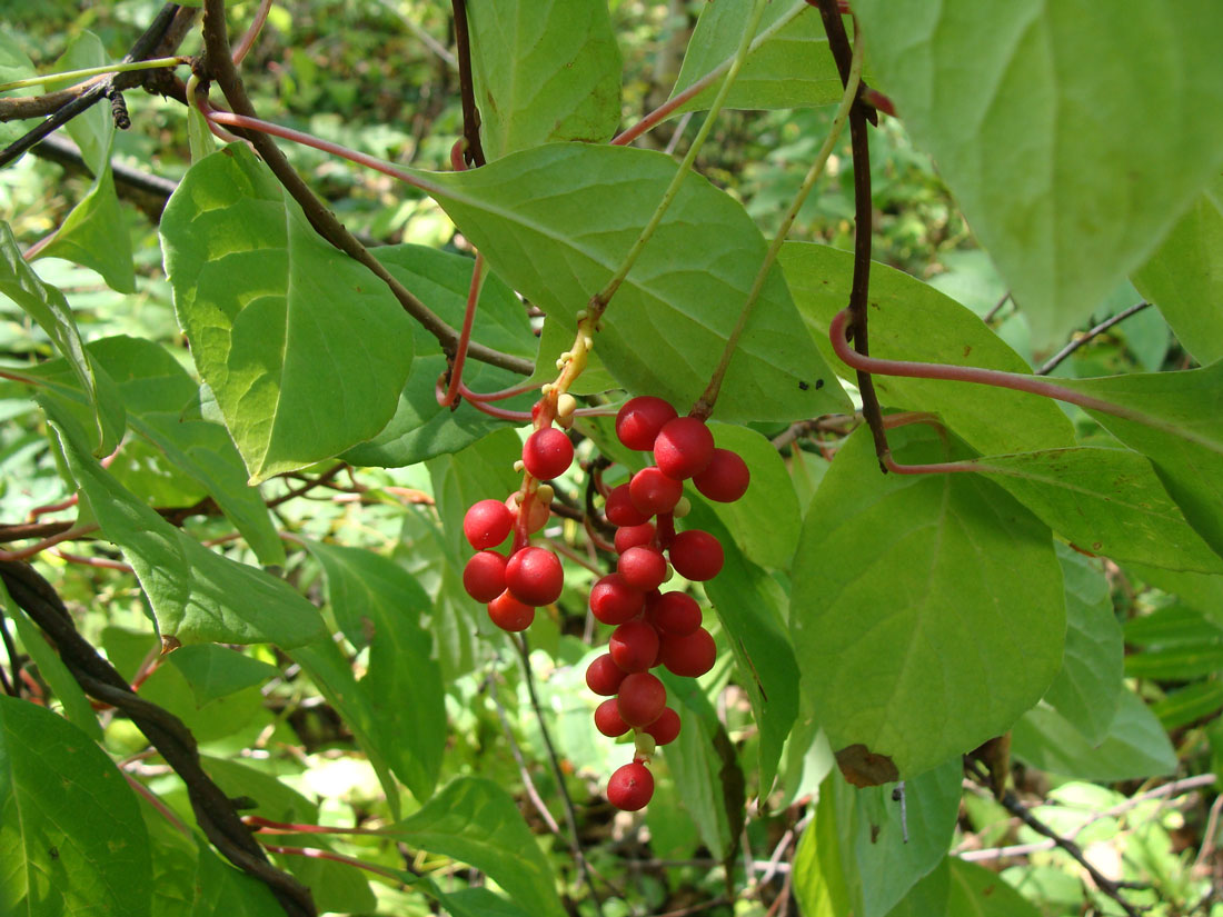 Изображение особи Schisandra chinensis.