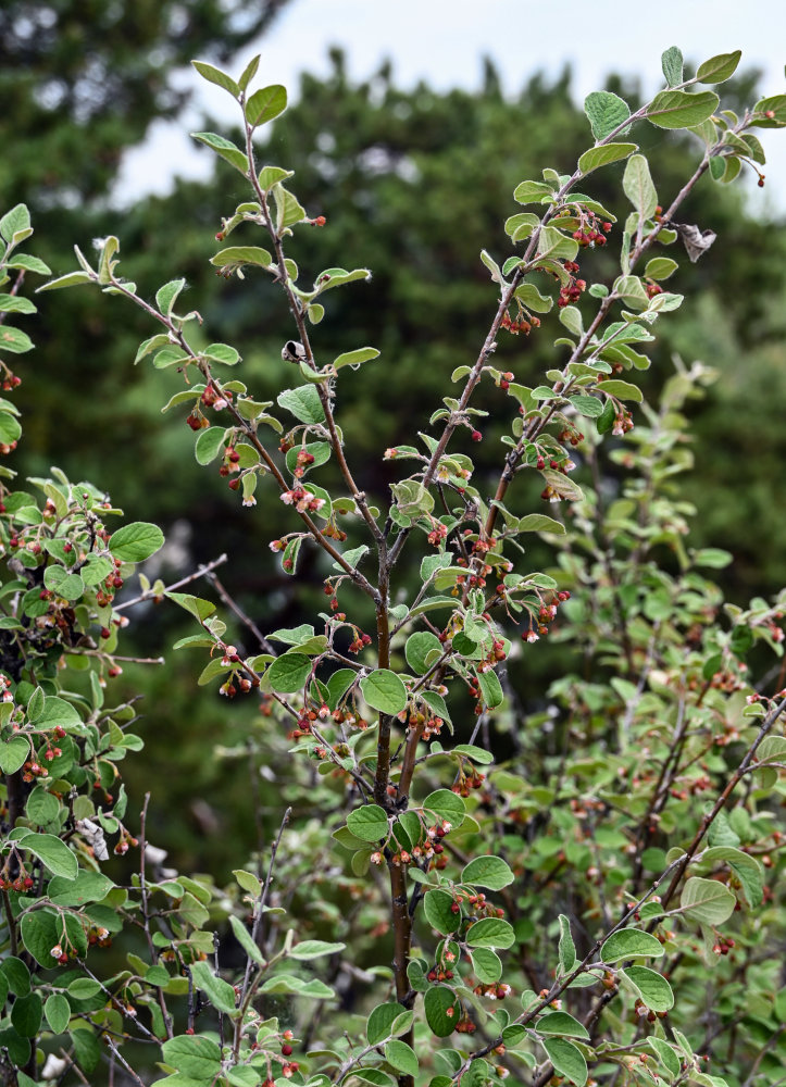 Image of Cotoneaster melanocarpus specimen.