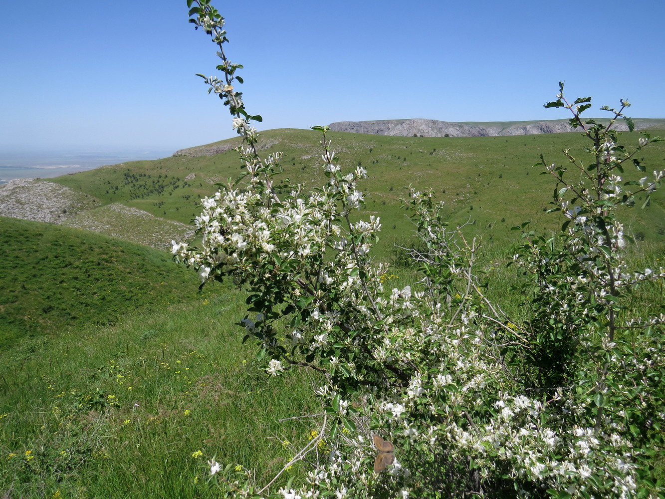 Изображение особи Lonicera nummulariifolia.