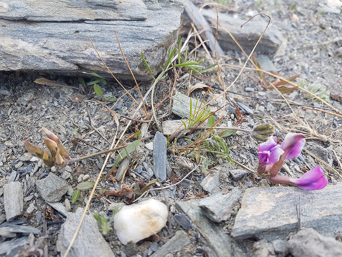 Image of Oxytropis leptophylla specimen.