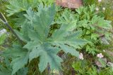 род Heracleum. Листья. Карачаево-Черкесия, Урупский р-н, Кавказский биосферный заповедник, Имеретинское ущелье, ≈ 2300 м н.у.м., скалы под Верхним Имеретинским водопадом, альпийский луг. 28.07.2022.