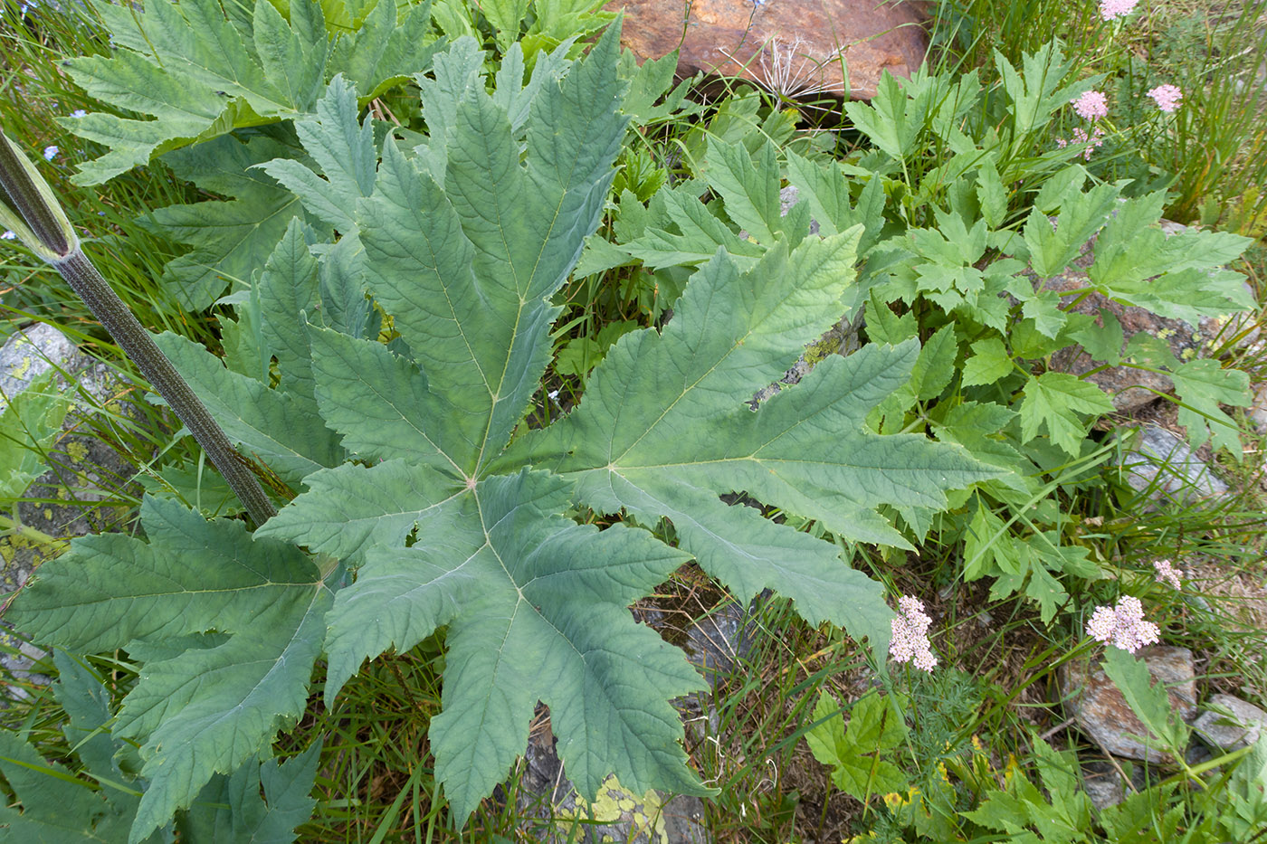 Image of genus Heracleum specimen.