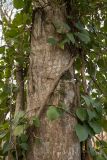 Hedera colchica