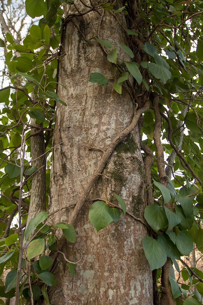 Image of Hedera colchica specimen.