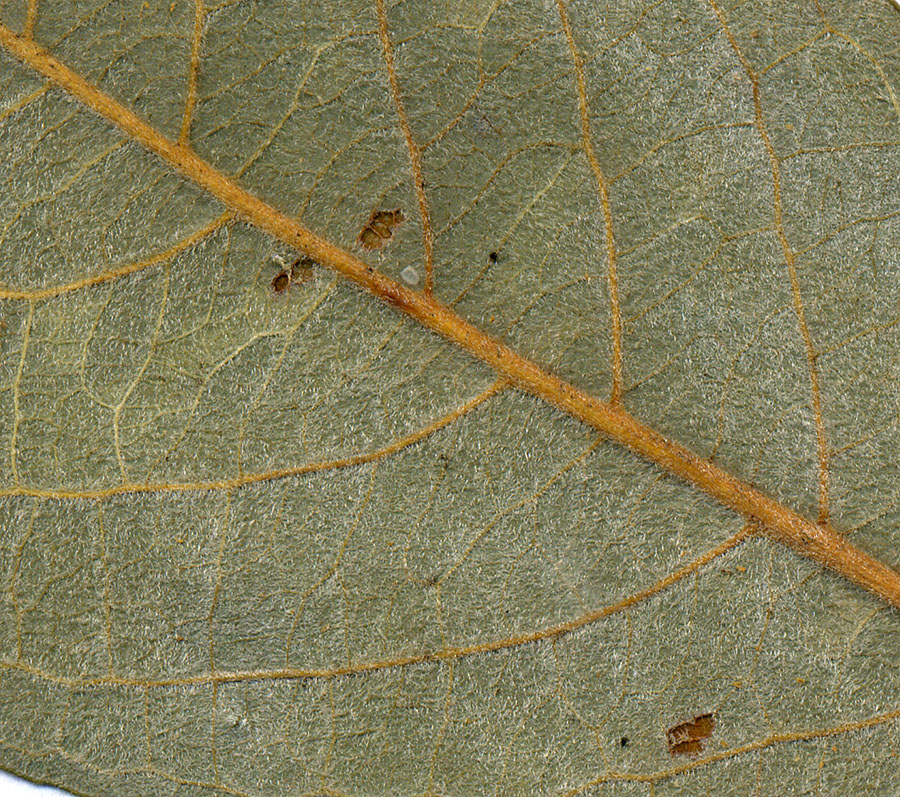 Image of Salix &times; bicolor specimen.