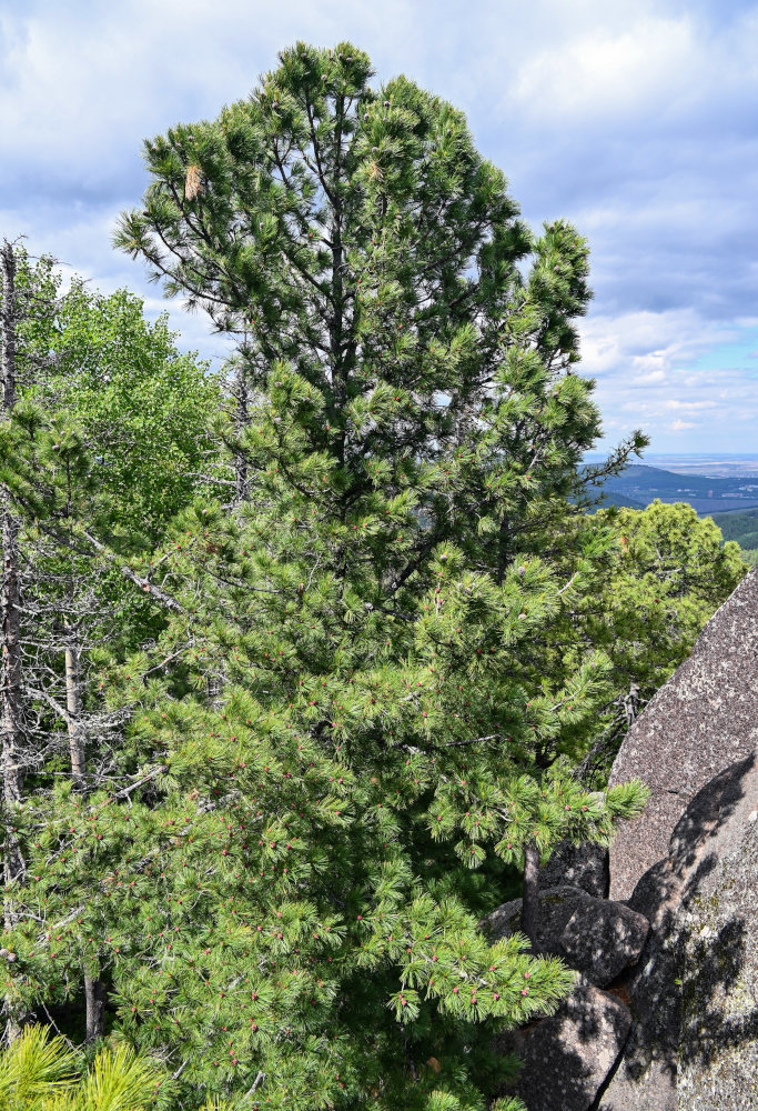 Изображение особи Pinus sibirica.