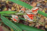 Смотреть изображение Iris foetidissima