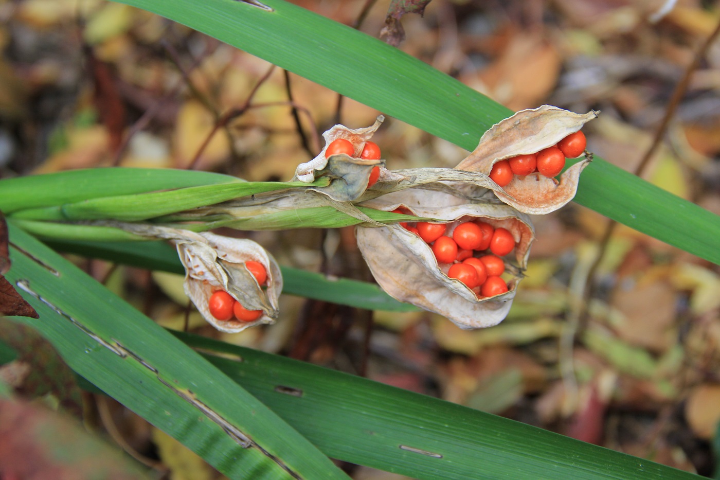 Image of Iris foetidissima specimen.