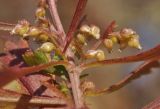 Artemisia japonica. Часть побега в осенней окраске с пазушными соплодиями. Приморский край, Шкотовский р-н, пос. Подъяпольск, поросший кустарником склон. 22.10.2022.