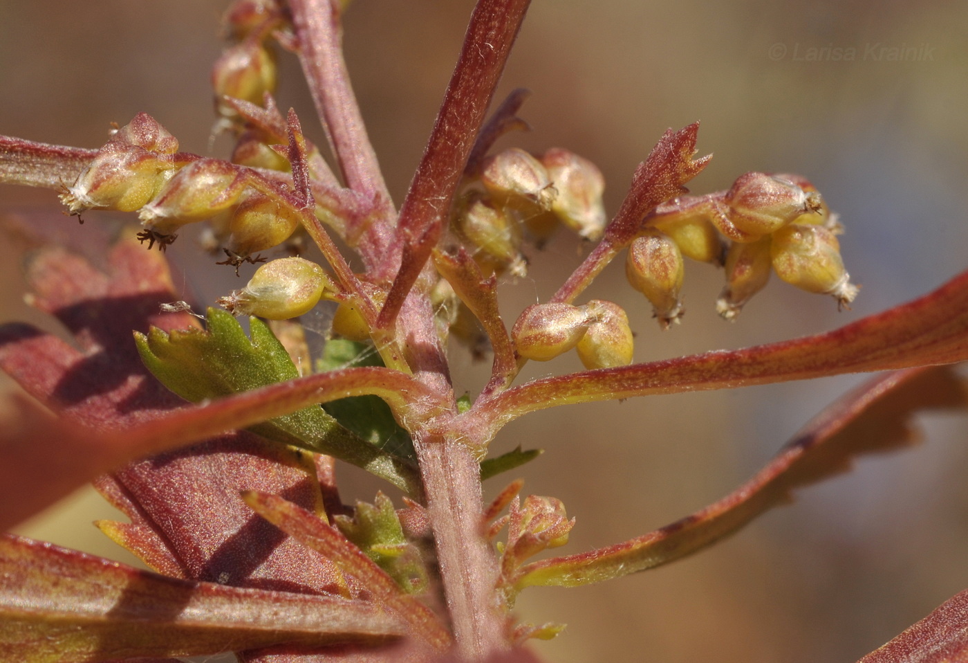 Image of Artemisia japonica specimen.