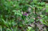 Vicia angustifolia. Верхушка цветущего растения. Дагестан, Магарамкентский р-н, Самурский лес, опушка широколиственного леса. 05.05.2022.