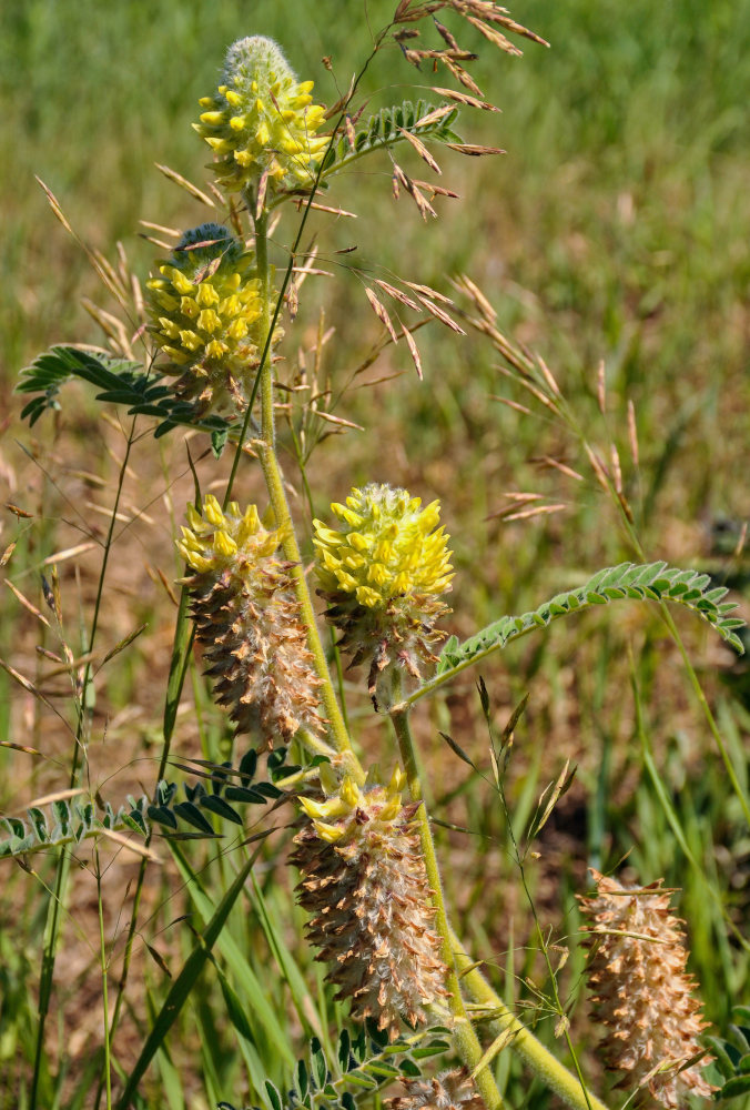 Image of Astragalus alopecurus specimen.